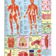 HUMAN PHYSIOLOGICAL CHART