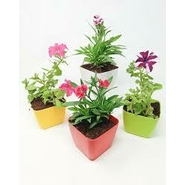 FLOWER POTS WITH SEASONAL FLOWERS