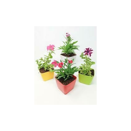 FLOWER POTS WITH SEASONAL FLOWERS