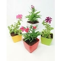 FLOWER POTS WITH SEASONAL FLOWERS